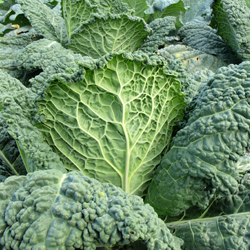 Kale
