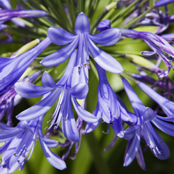 purple flower petals