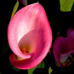 Calla Lilly