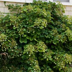 Climbing Hydrangea Bush