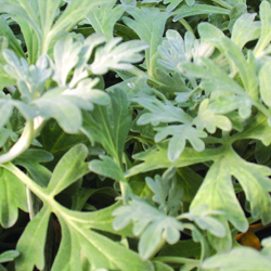 dusty miller bush