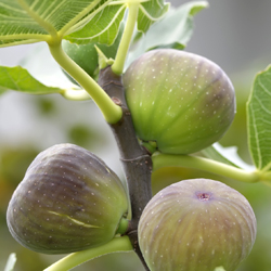 Fabulous Figs