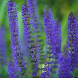 purple flowers