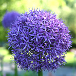 Allium
