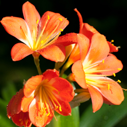 January & February Gardener’s Calendar