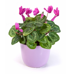 Valentine’s Day: Cut Flower Alternatives