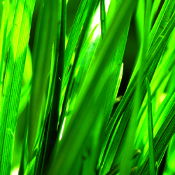 Fertilize Your Lawn