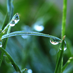 Water Droplet on Grass Blade