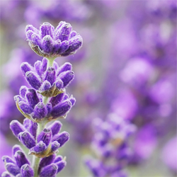 Lavendar