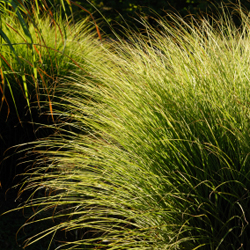 Ornamental Grasses