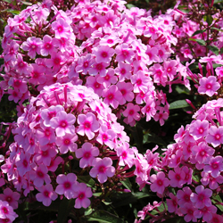 Phlox