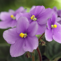 Purple Orchid