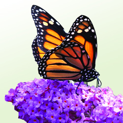 Butterfly Bush