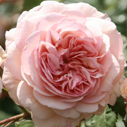 Carpet Roses