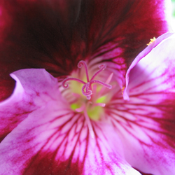 “Radiant Orchid” New Pantone Color of the Year