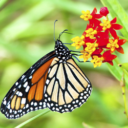 Attracting Butterflies to the Garden