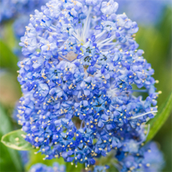 blue Ceanothus