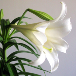 easter lily