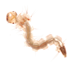 Mosquito Larvae