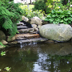 Daytime Pond