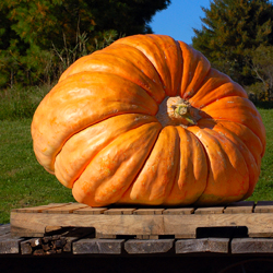 Growing Giant Pumpkins