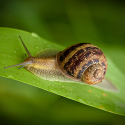 Snail