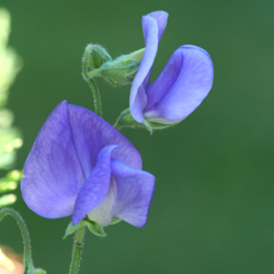 purple sweet pea