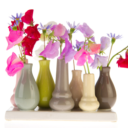 Sweet Peas, the “Queen of Annuals”