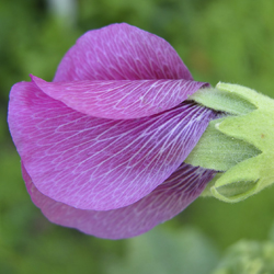 pink sweet pea