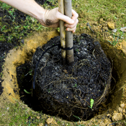 planting a tree