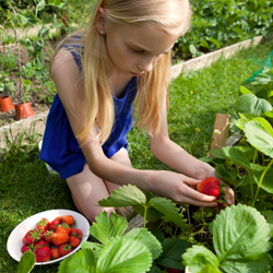 young girl picking fresh strawberries