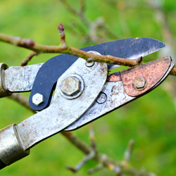 cutting branch