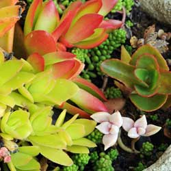 closeup of succulents