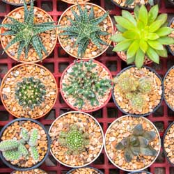 Succulent Container Garden