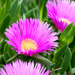 Try Delosperma