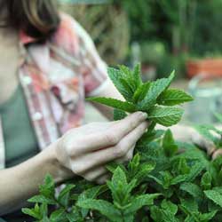 woman picking mint