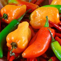 multi color peppers