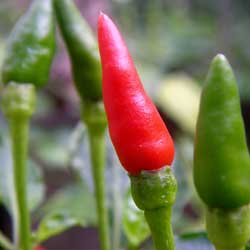 Hot Peppers