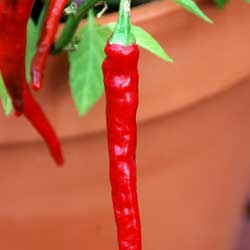 closeup of red pepper