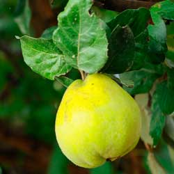 The Year of the Quince