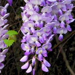 spreading purple flower