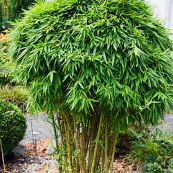 spreading bush