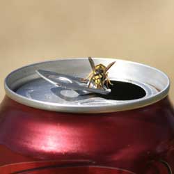 yellow jacket on open beverage can