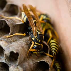closeup of yellow jackets