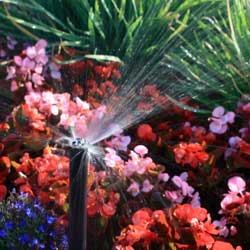 Watering Tips