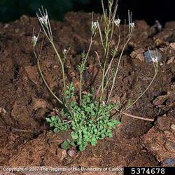 Bittercress: It’s an Edible Weed!