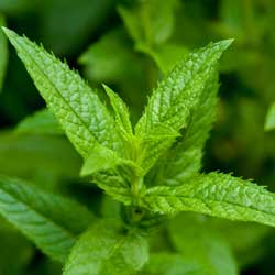 Get Your Mint On!