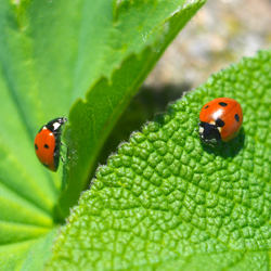 multiple ladybugs on leaf