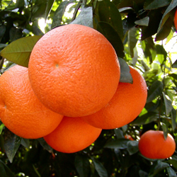 Oranges in tree