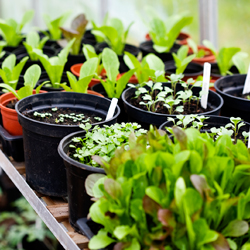 Herbs in containers